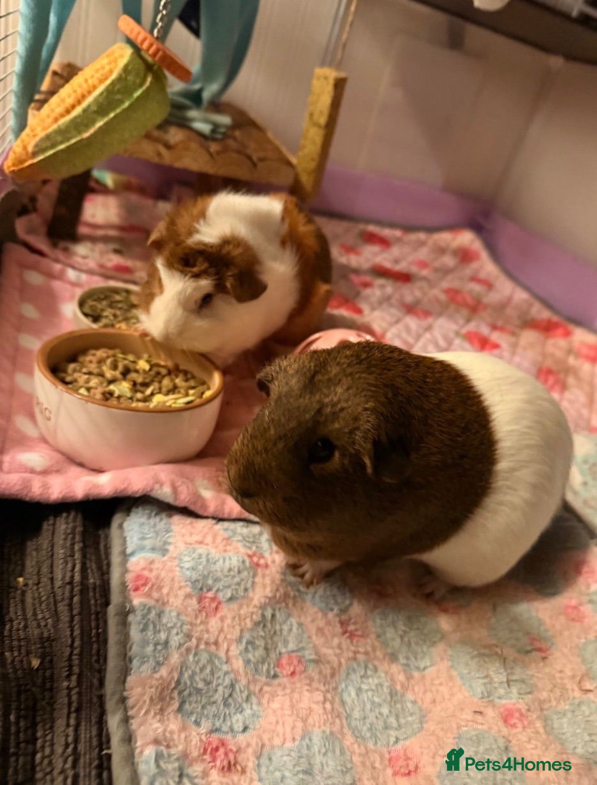 Guinea Pig rodents for sale: 2 female guinea pigs & whole set up  - Advert 1