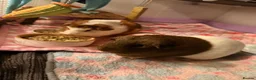 Guinea Pig rodents for sale: 2 female guinea pigs & whole set up  in Sutton-in-Ashfield - Advert 1