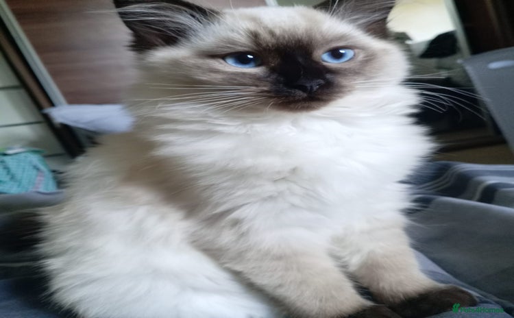 Ragdoll cats - Advert 7