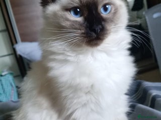 Ragdoll cats - Advert 5