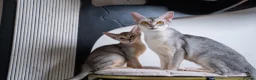 Abyssinian cats for sale: Silver Abyssinian Boy-READY NOW-Champion Line - Advert 25
