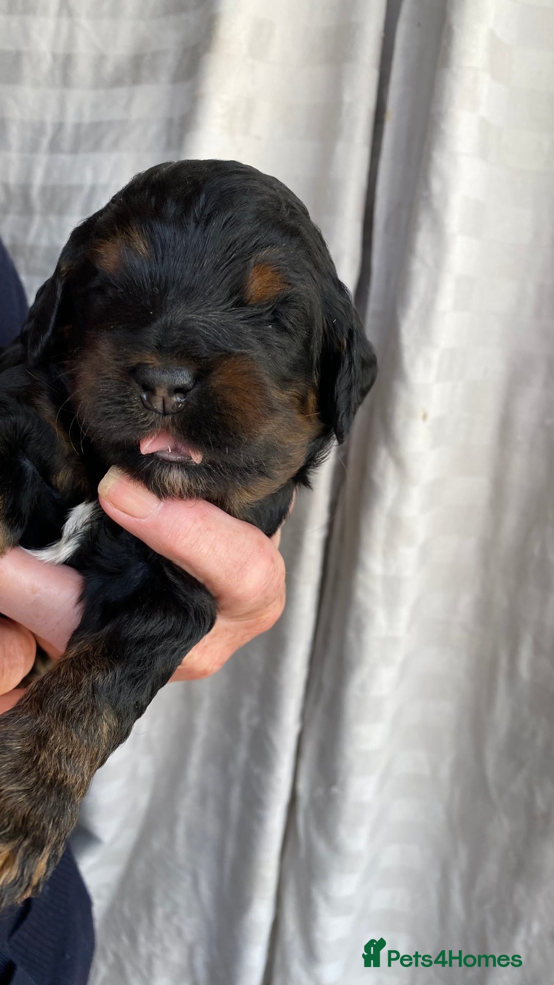 Cockapoo dogs for sale: Yankee Doodle /cocker poo. - Image 5