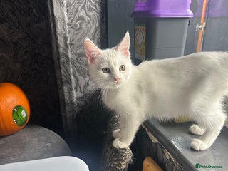Mixed Breed cats - Advert 34
