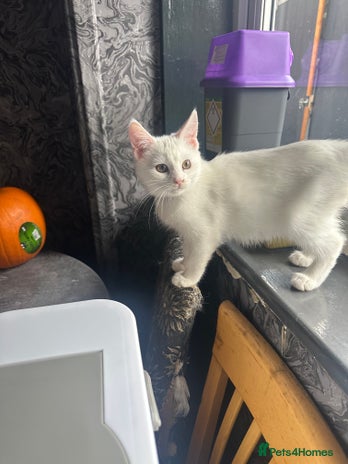 Mixed Breed cats - Advert 14