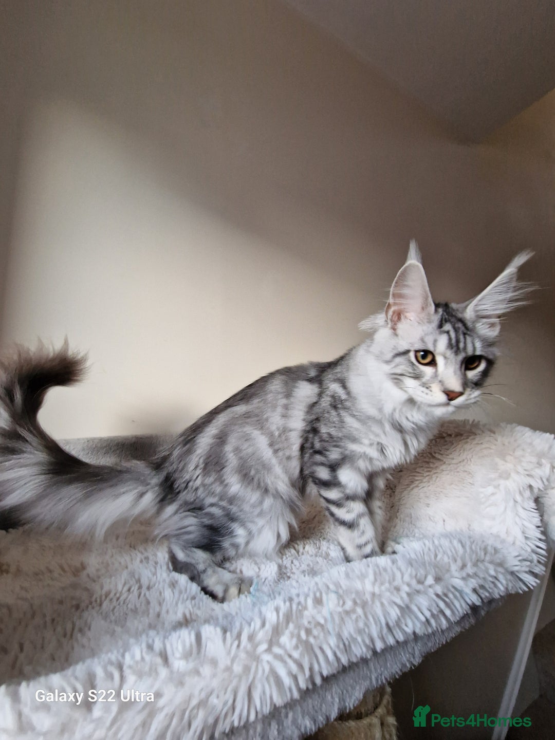 Maine Coon cats for sale: 🎀Females- MAINE COON🎀 - Advert 23