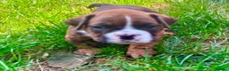 Mixed Breed dogs for sale: Boxer x old tyme bulldog  in Callington - Advert 7