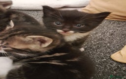 Mixed Breed cats for sale: Playful & cuddly Tabby-Bengal-Mix Kittens £200 - Image 23