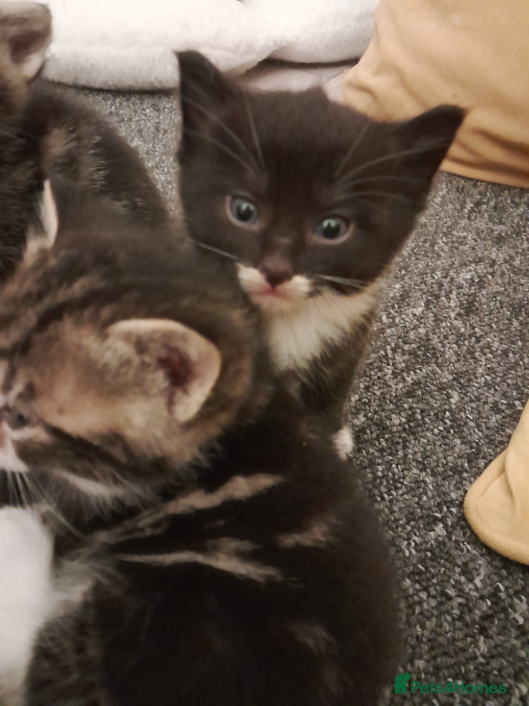 Mixed Breed cats for sale: Playful & cuddly Tabby-Bengal-Mix Kittens £200 - Image 23