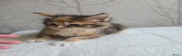 Maine Coon cats for sale: Beautiful Maine Coon Kittens Amazing Lines - Advert 10