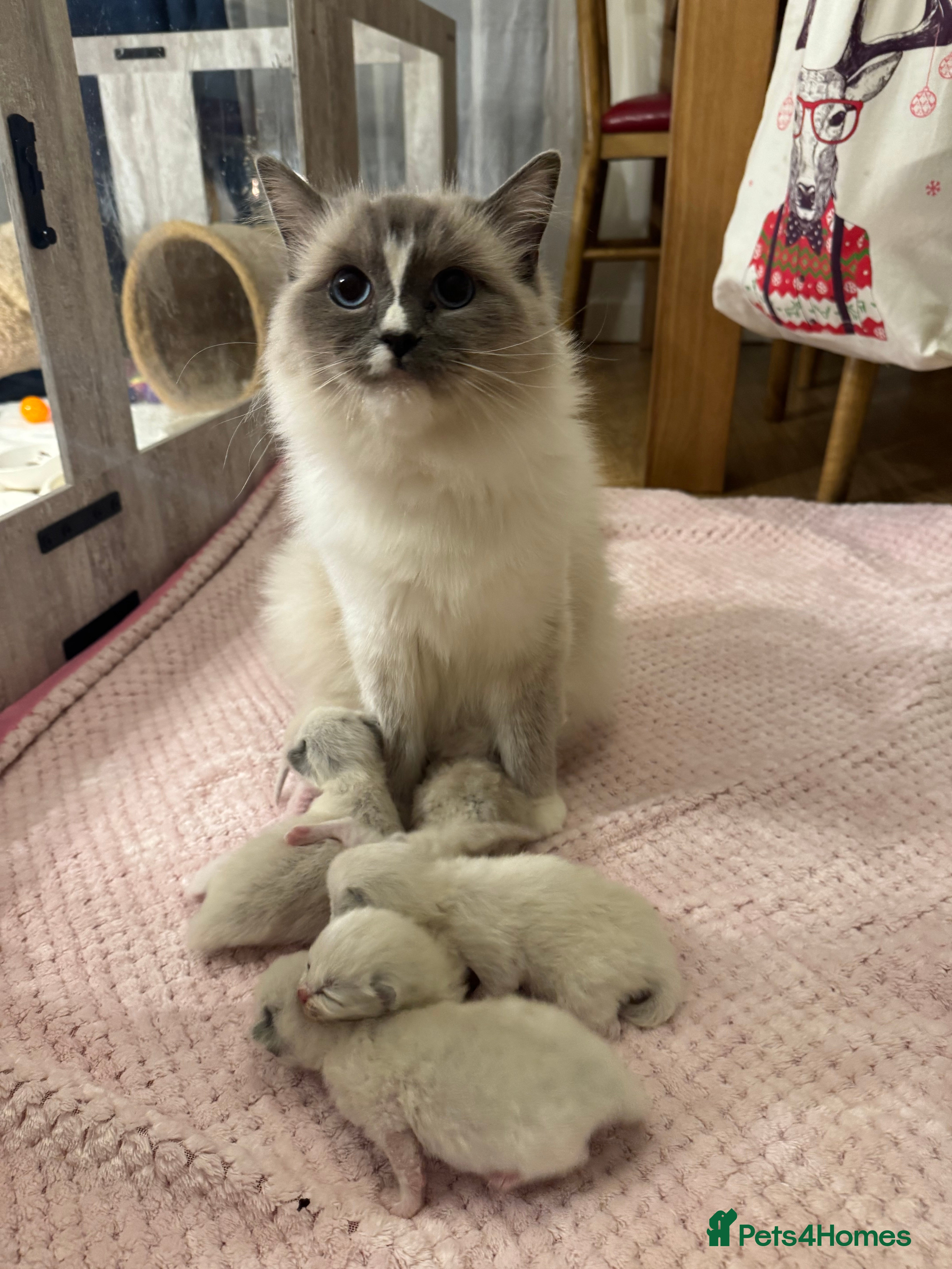 Ragdoll cats Bundles of joy ❤️  - Advert 5