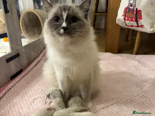 Ragdoll cats Bundles of joy ❤️ - Advert 18