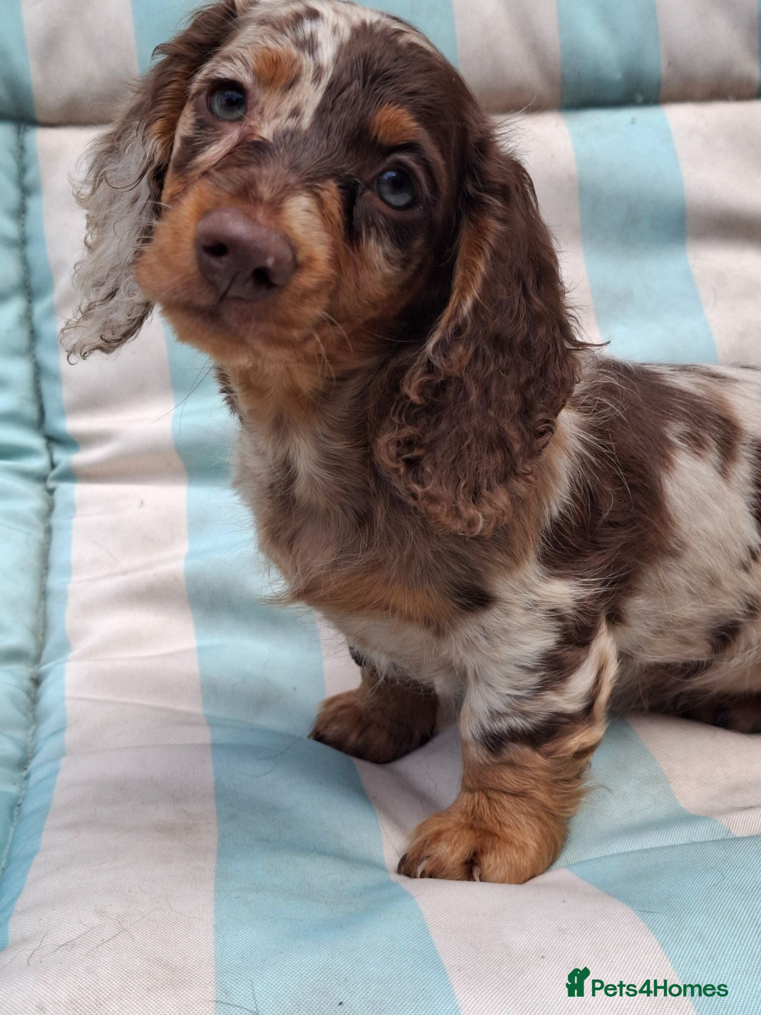 Miniature Dachshund dogs Long Haired miniature dachshund puppies  - Advert 16