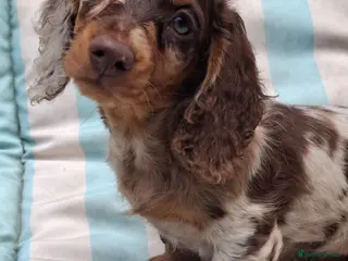 Miniature Dachshund dogs Long Haired miniature dachshund puppies - Advert 16