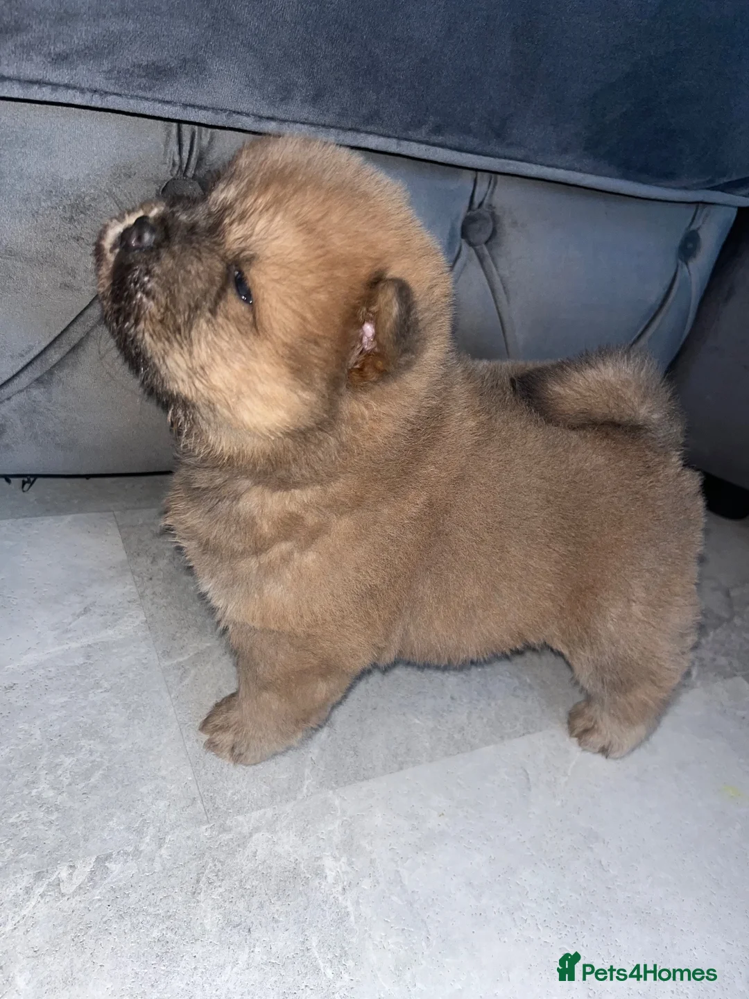 Chow Chow dogs for stud: Champion lines Cinnamon Chow Chow Stud 🦁 - Advert 6