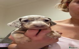 Miniature Dachshund dogs for sale: Beautiful litter of puppy’s  - Image 19