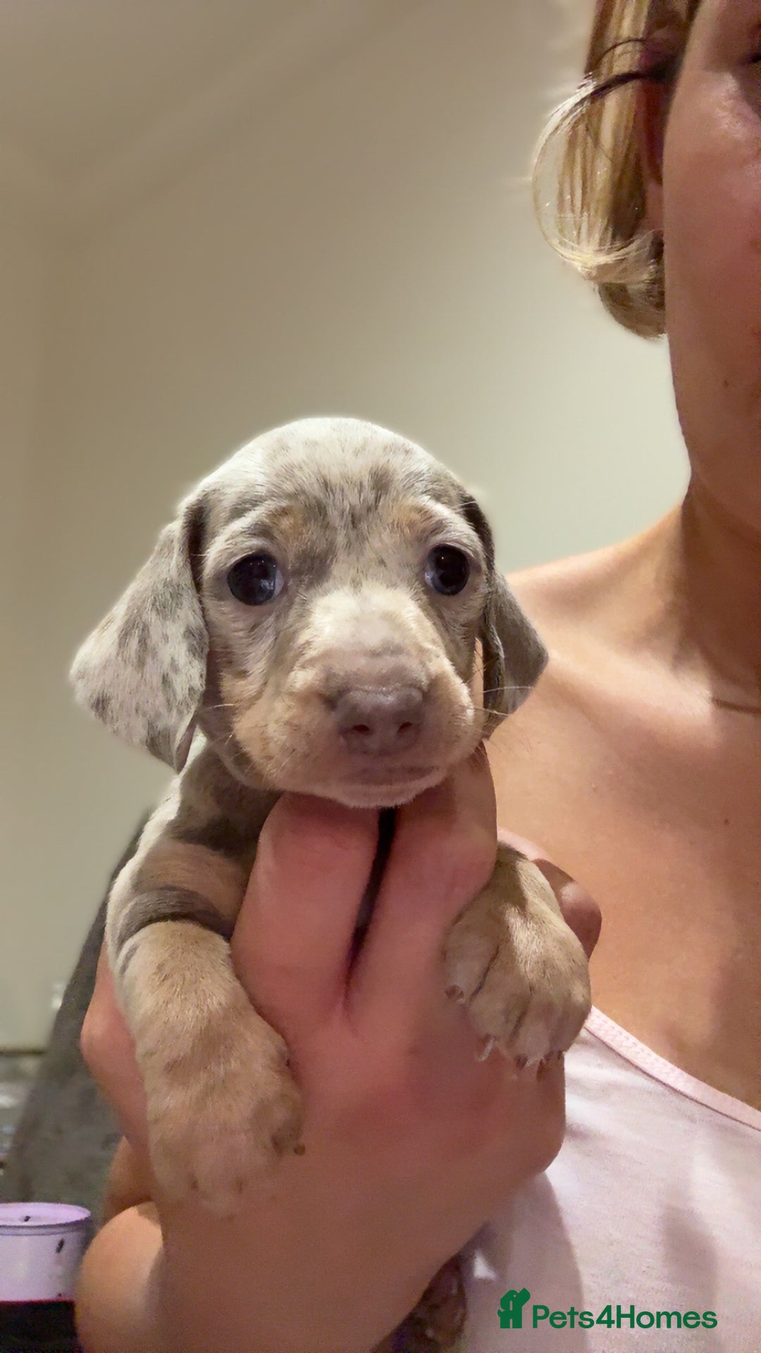 Miniature Dachshund dogs for sale: Beautiful litter of puppy’s  - Image 19