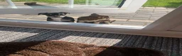 Chihuahua dogs for sale: 5 Beautiful Chihuahua Puppies For Sale  - Advert 13