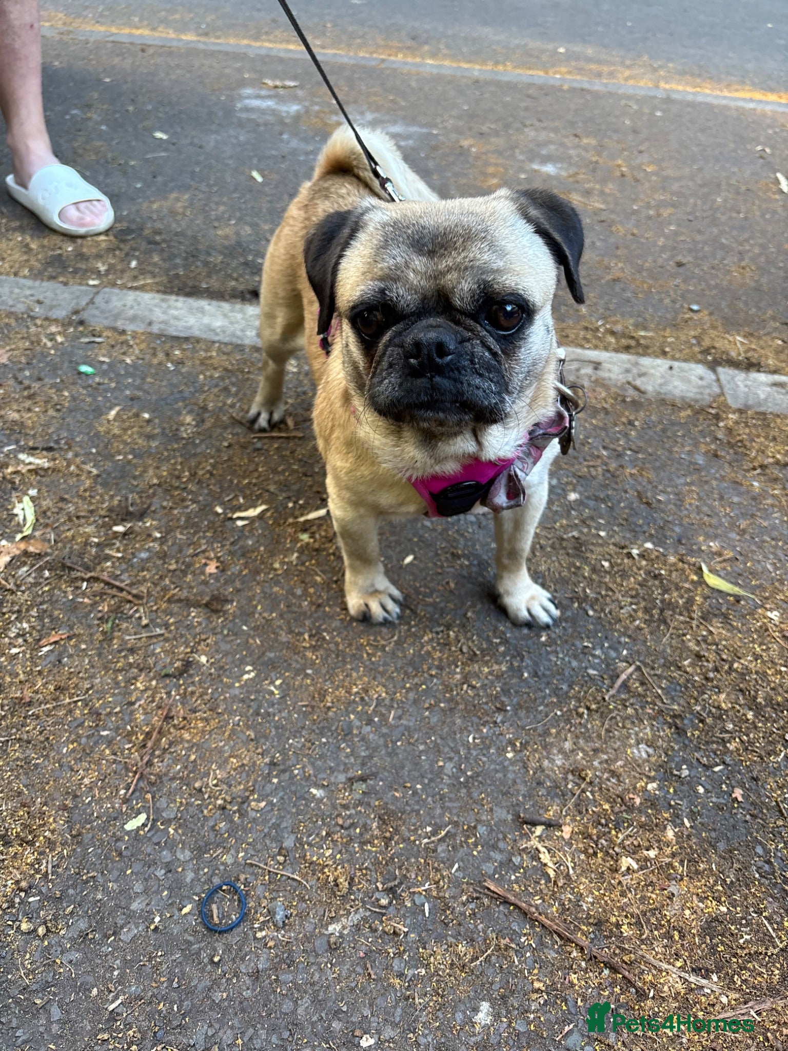 Pug dogs Beautiful pug - Advert 5