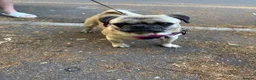 Pug dogs for sale: Beautiful pug - Advert 1