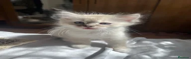 Ragdoll 1