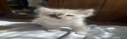 Ragdoll cats for sale: Stunning ragdoll kittens - Advert 4
