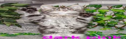 Maine Coon cats for sale: Tica registered ready now - Advert 6