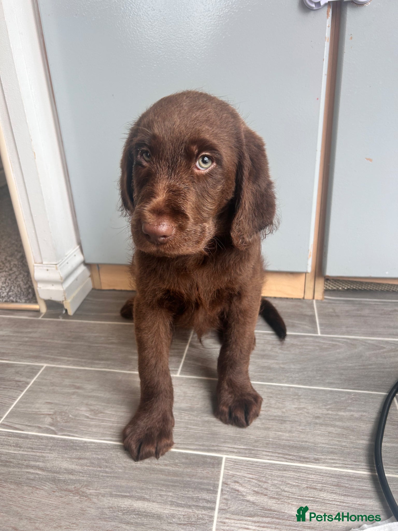 Labradoodle dogs Labradoodle Male  - Advert 2