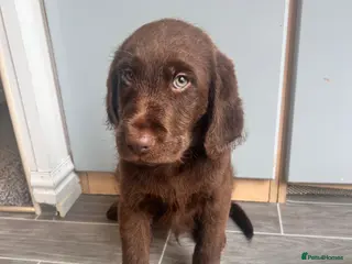 Labradoodle dogs Labradoodle Male - Advert 2