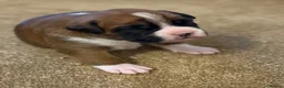 Boxer dogs for sale: Gorgeous Boxer Babies  - Advert 23