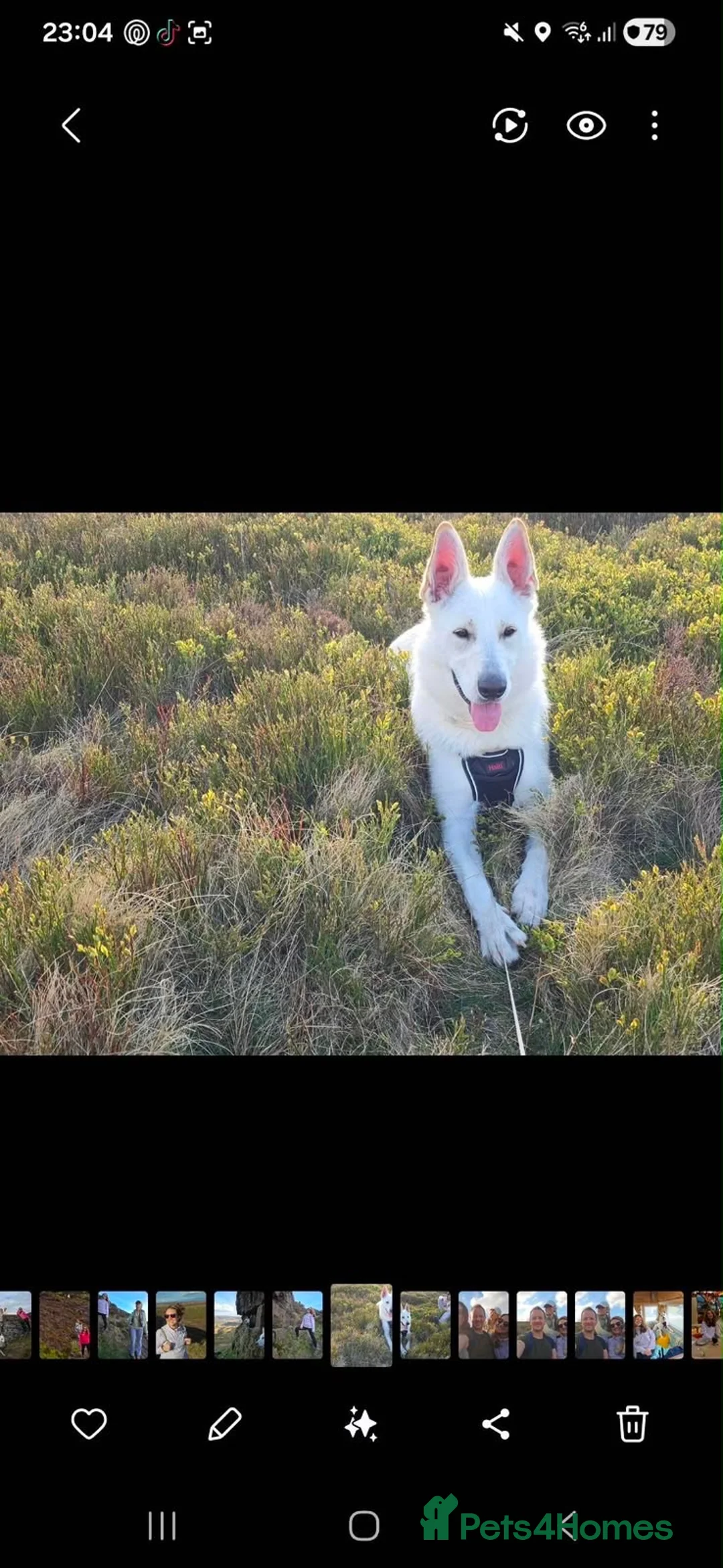 German Shepherd dogs for adoption: 🚨URGENT🚨 ROXY🐾🩷 in Hengoed - Advert 2