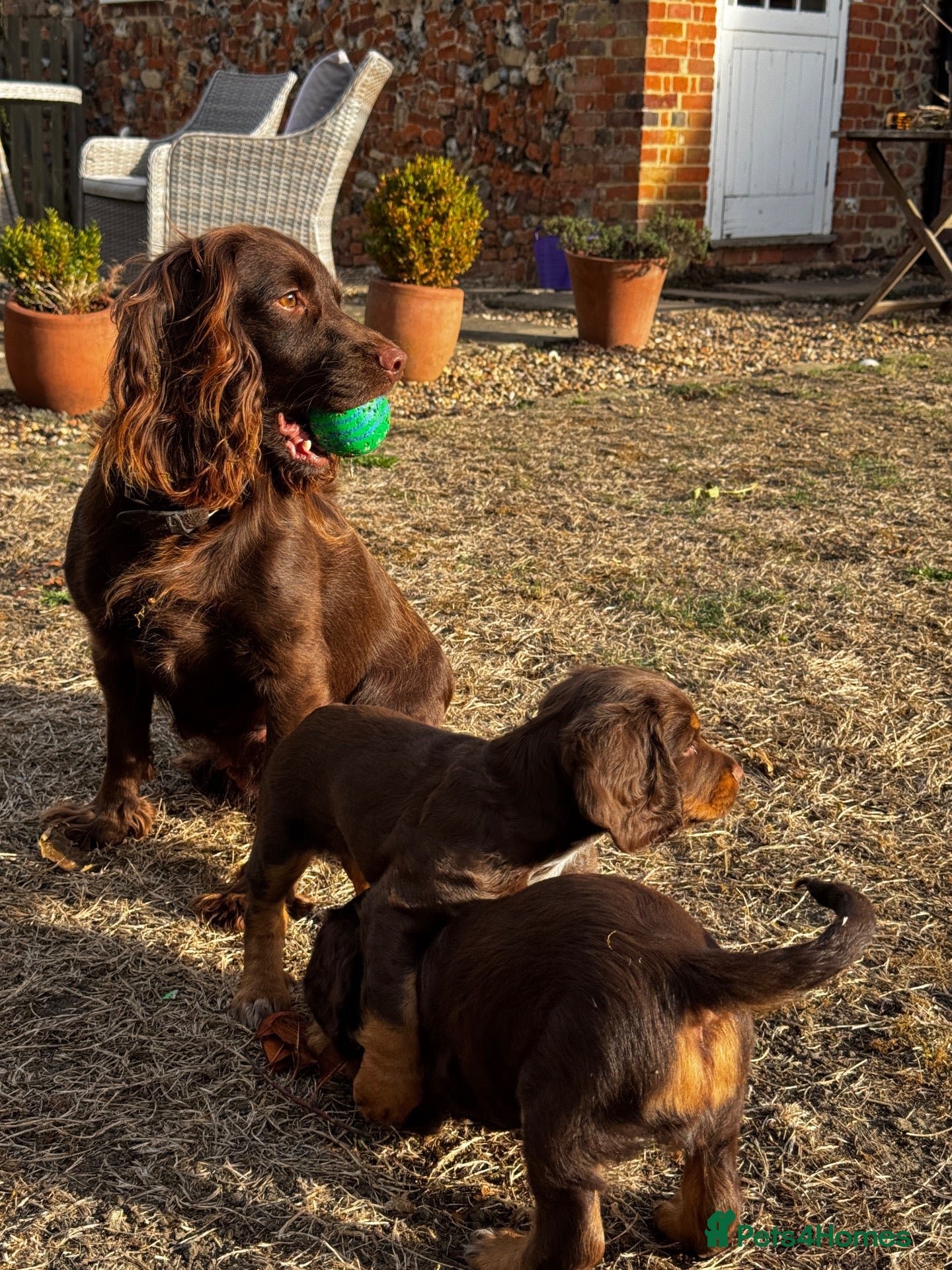 Sprocker dogs Lovely Sprocker Puppies for sale - Advert 1