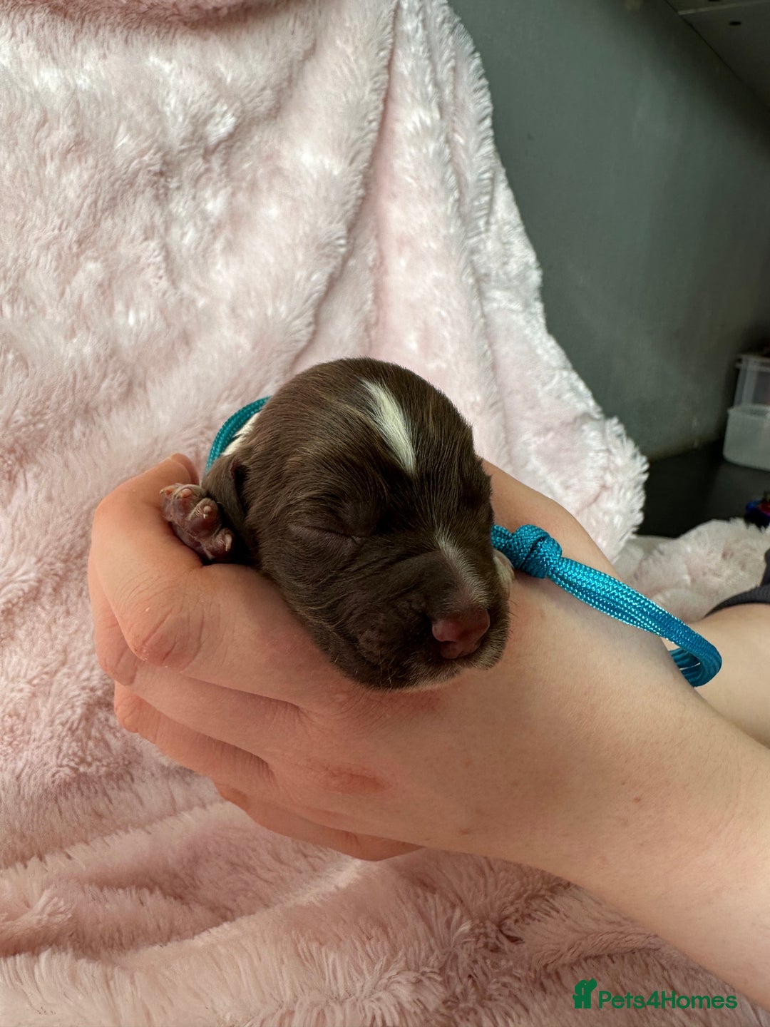 Cocker Spaniel dogs for sale: Cocker Spaniel Pups - Solid & Roan - Farlavale - Advert 2