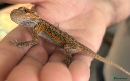 Bearded Dragon reptiles for sale: 15 Baby dearded dragons - Image 3