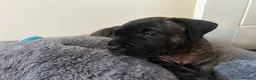 Presa Canario dogs for sale: Presa Canario  - Advert 11