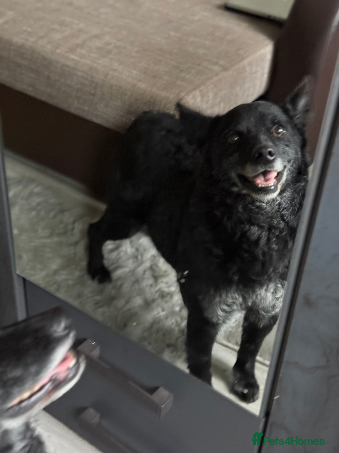 Mixed Breed dogs for adoption: Sweet Romeo Looking for LOVE - Advert 2