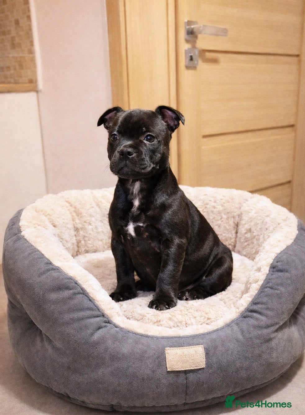 Staffordshire Bull Terrier dogs VALGO TOP GUN PUPPIES NOW AVAILABLE WOW 😍  - Advert 5