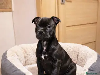 Staffordshire Bull Terrier dogs VALGO TOP GUN PUPPIES NOW AVAILABLE WOW 😍 - Advert 3