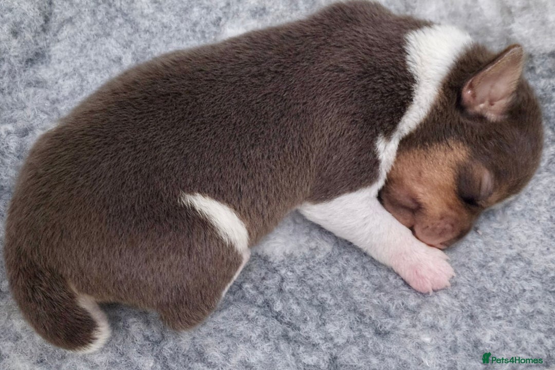 Jack Russell dogs for sale: Miniature Jack Russell pups - Advert 8