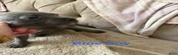 Staffordshire Bull Terrier dogs for sale: Blue Staffordshire bull terrier  - Advert 23