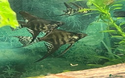 Angelfish fish for sale: Black long & shortfin ghost pinoys angelfish - Image 9