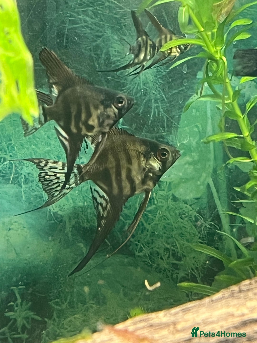 Angelfish fish for sale: Black long & shortfin ghost pinoys angelfish - Image 9