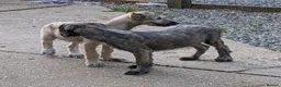 Irish Wolfhound dogs for sale: Irish Wolfhound puppies  - Advert 34