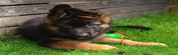 German Shepherd dogs for sale: KC Registered German Shepherd Puppy in Hitchin - Advert 6
