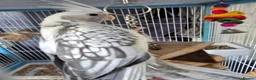 Cockatiels birds for sale: Grey & white pearl male cockatiel  in Hailsham - Advert 3