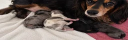 Miniature Dachshund dogs for sale: 3 stunning long haired miniature dachshunds - Advert 11