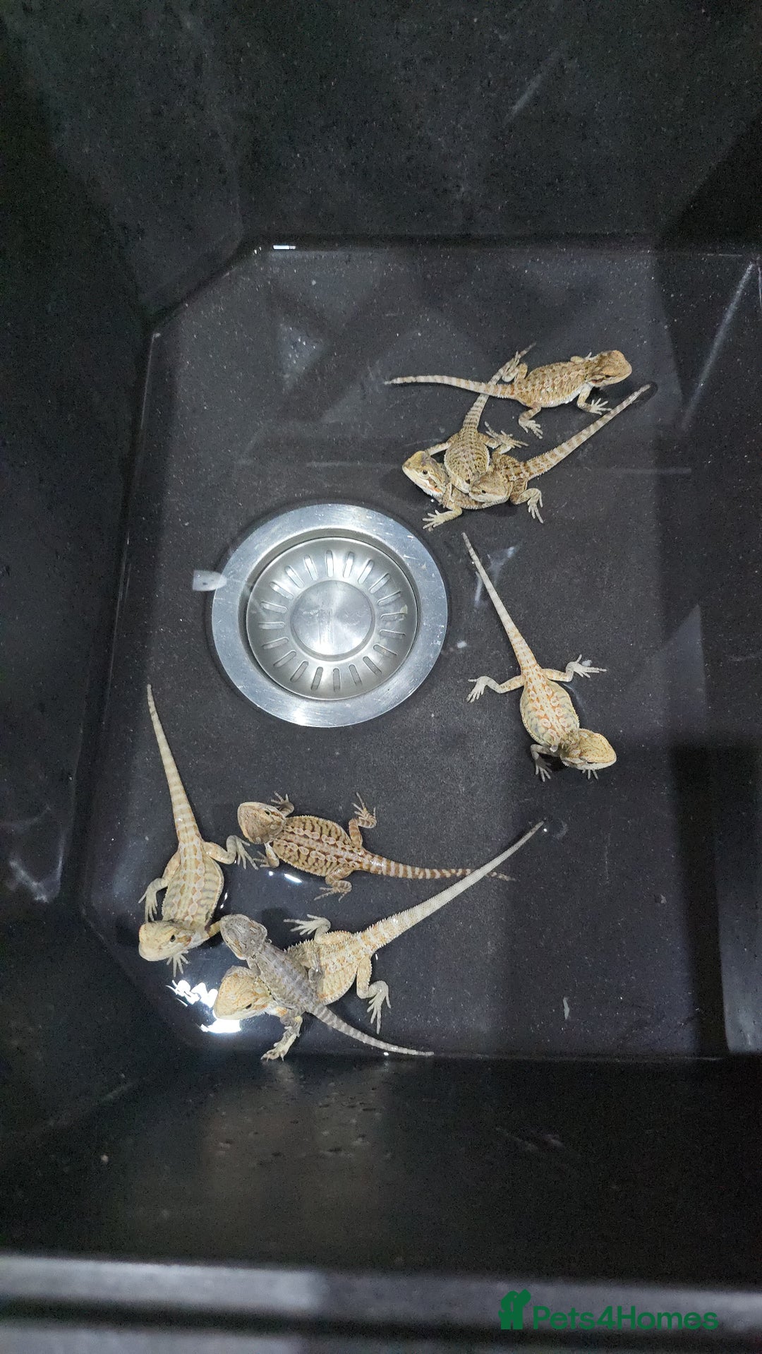 Bearded Dragon reptiles for sale: Baby bearded dragons - Image 20