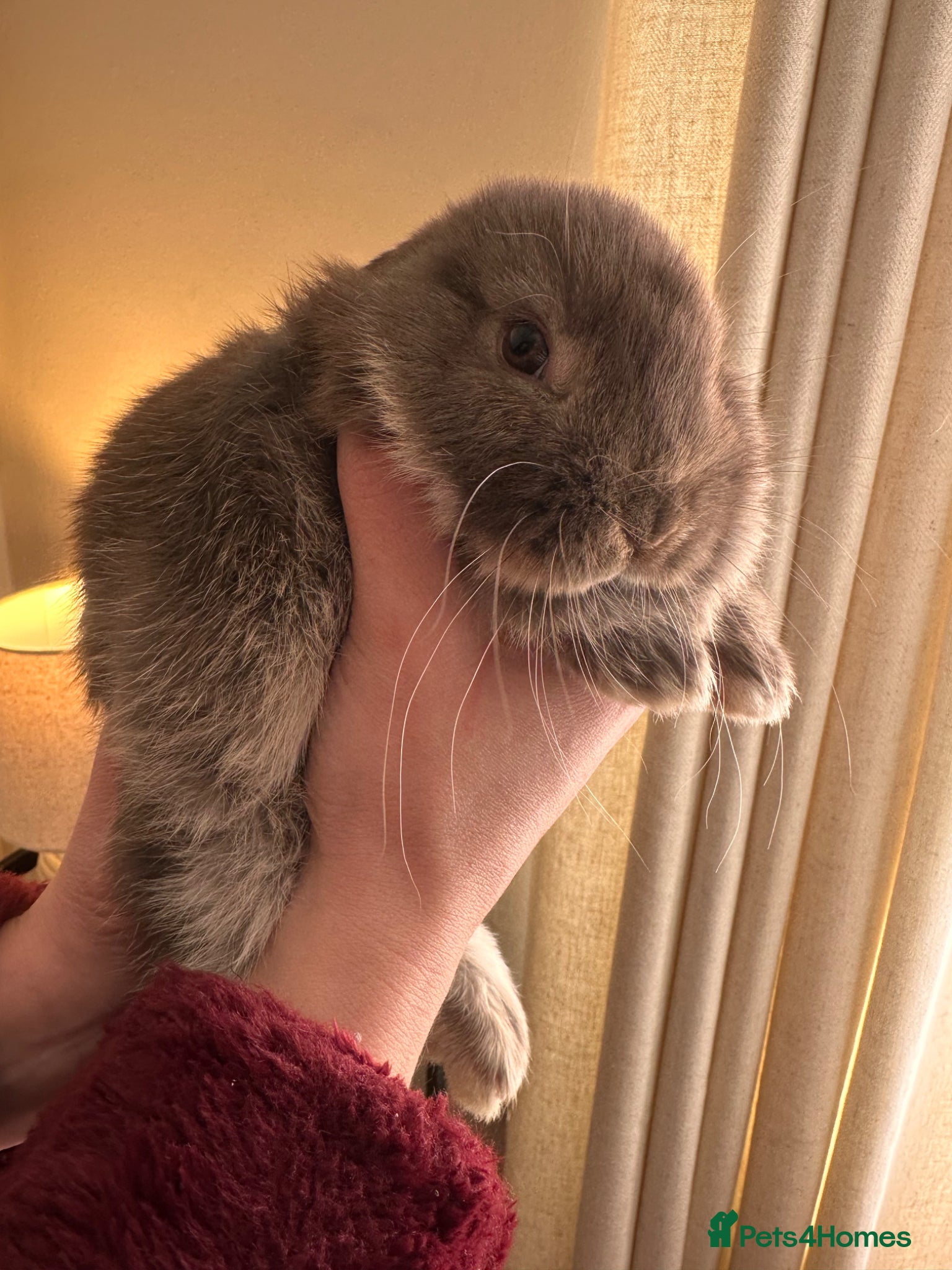 Mini Lop rabbits Beautiful Mini Lop Bunnies - Reserved  - Advert 2