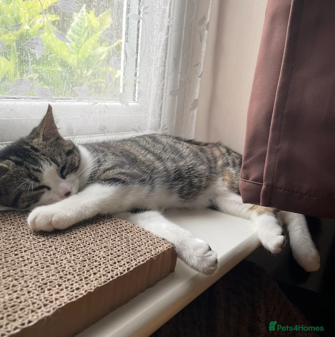 Siberian cats for sale: Siberian Sisters Skye & Luna - Advert 10