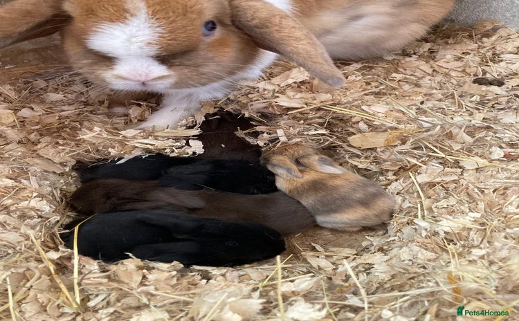 Mini Lop rabbits - Advert 3