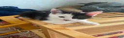 Mixed Breed cats for sale: Loving Homes Wanted for 3 Beautiful Kittens - Advert 5